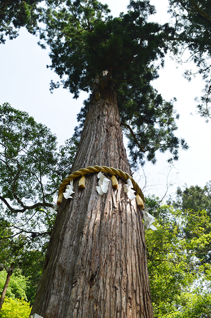 由岐神社 御神木大杉（京都市天然記念物）